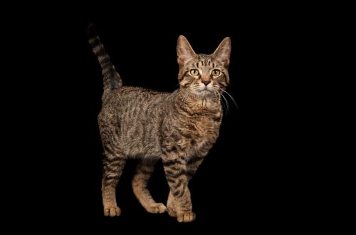 Domestic cats: the history of domestication