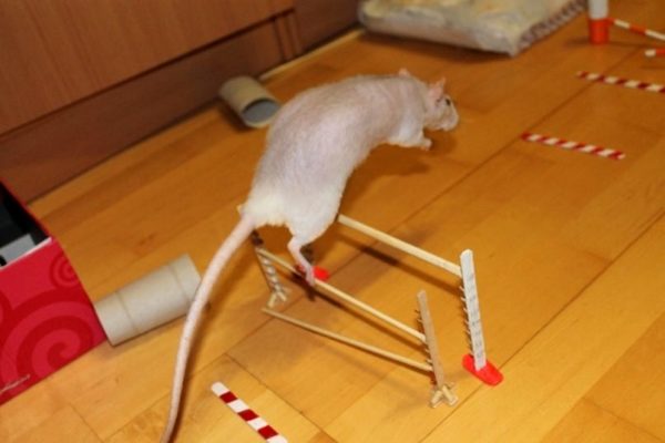 Domestic decorative rat: care and maintenance at home (photo)