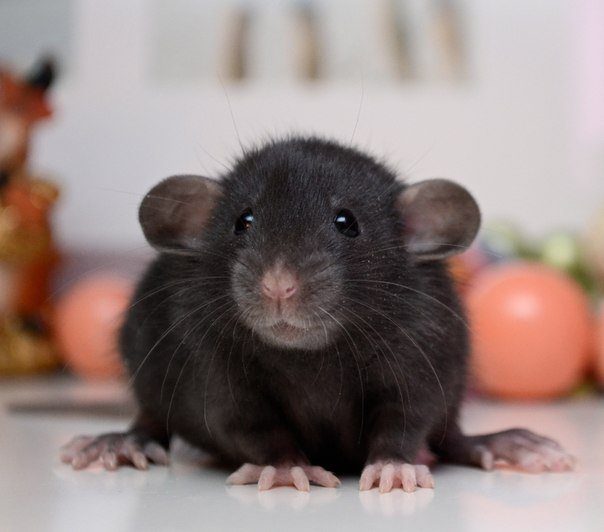 Domestic decorative rat: care and maintenance at home (photo)