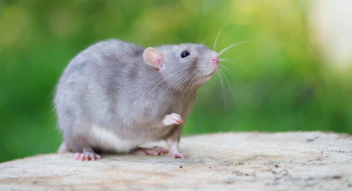 Domestic rat makes strange sounds, what do they mean