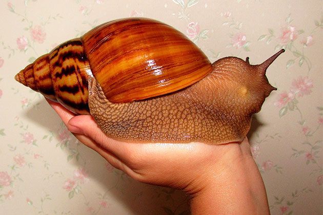 Domestic… snails?!