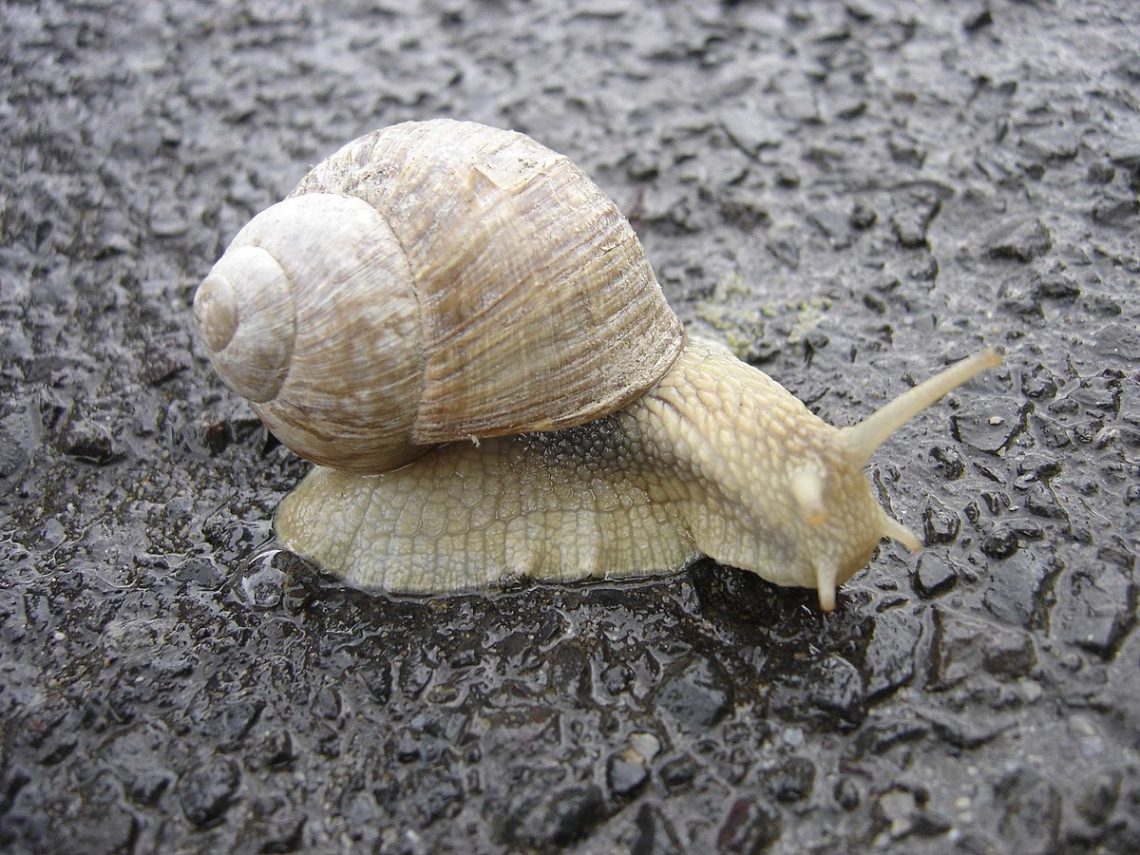 Domestic… snails?!