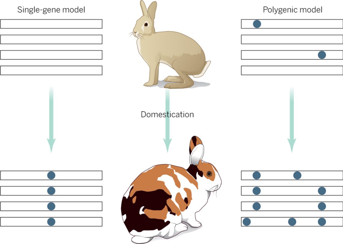 Domestication of rabbits