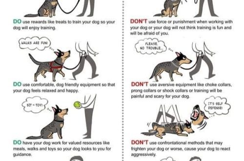 Ono što treba i ne treba raditi za treniranje vašeg psa da se disciplinira