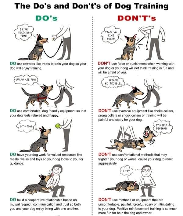 Do&#8217;s and Don&#8217;ts to Train Your Dog to Discipline