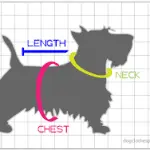 Dress for a dog: how to accurately determine the size