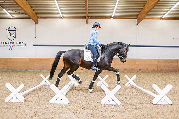 Dressage horse training on Cavaletti