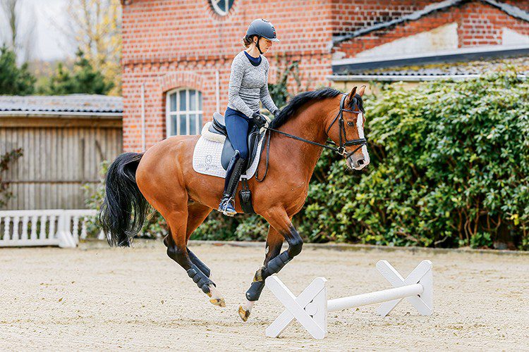 Dressage horse training on Cavaletti