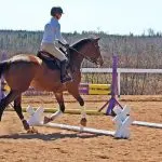 Dressage horse training on Cavaletti