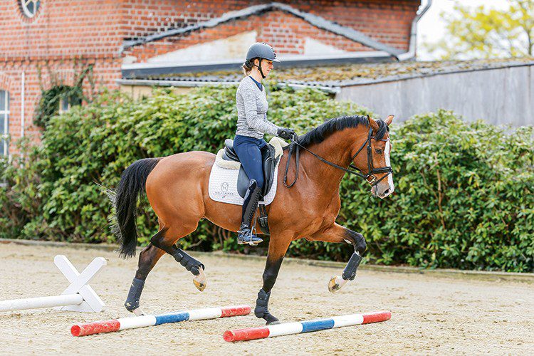 Dressage horse training on Cavaletti