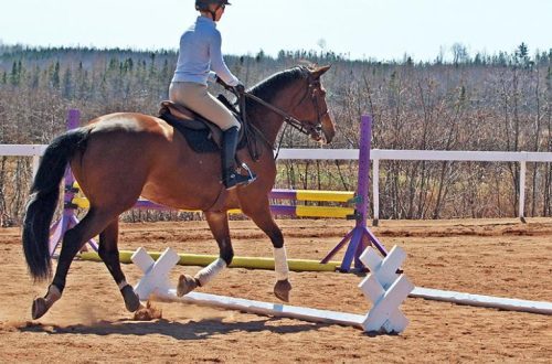 Dressage horse training on Cavaletti