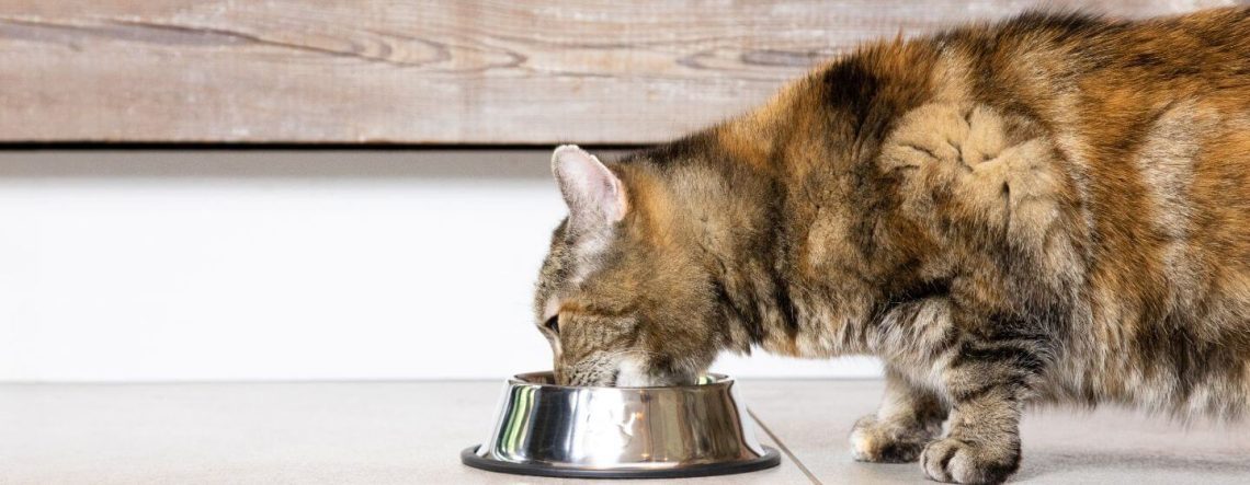 Drinking bowl for a cat: how to choose?