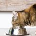 4 steps for your cat&#8217;s ideal weight