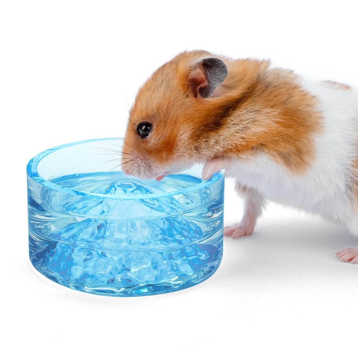 Drinking bowl for a hamster: how much it costs, types, methods of attachment
