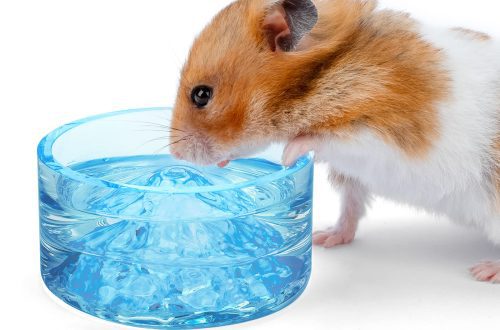 Drinking bowl for a hamster: how much it costs, types, methods of attachment