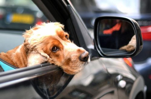 Driving dogs. An amazing story of strength and beauty