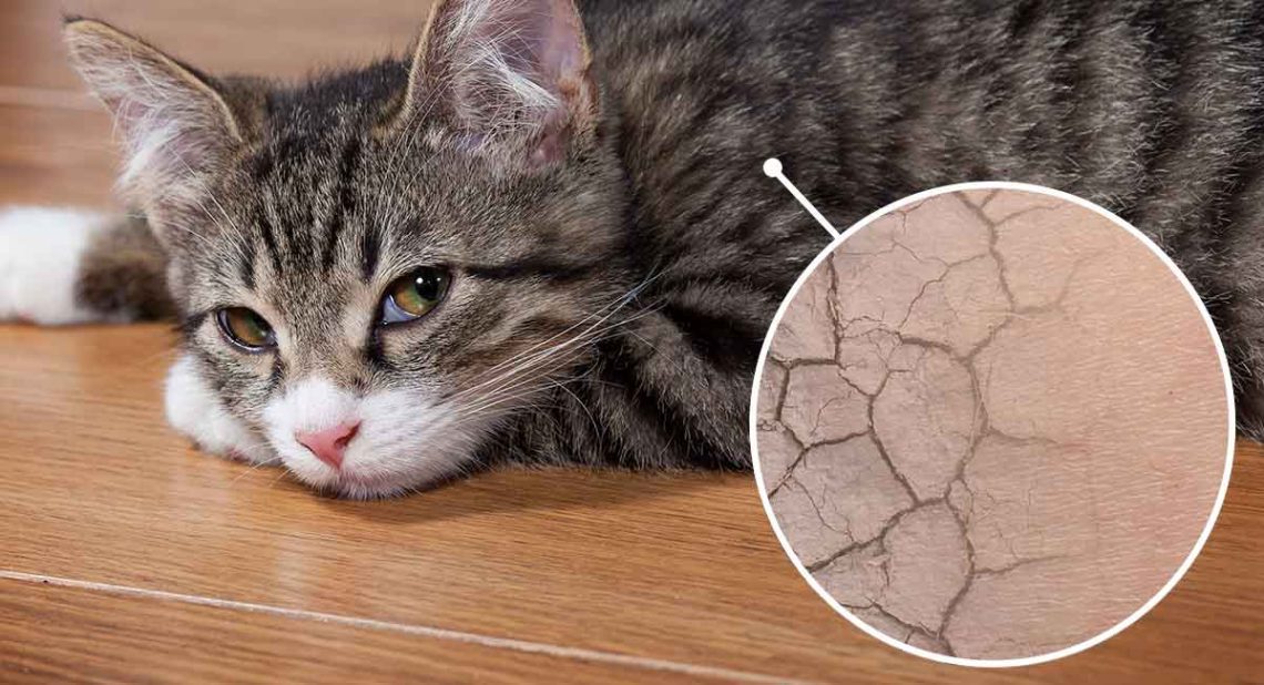 Dry and flaky skin in cats