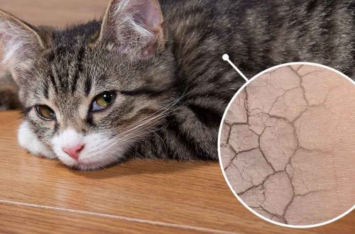 Dry and flaky skin in cats