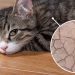 Bartonellosis in cats: diagnosis and treatment