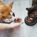 Prebiotics and probiotics in dog and cat food