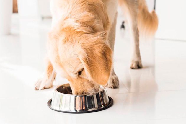 Dry food without chicken and chicken fat for dogs