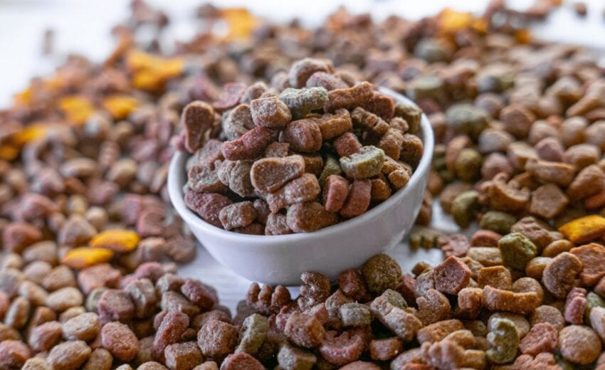 Dry food without chicken and chicken fat for dogs