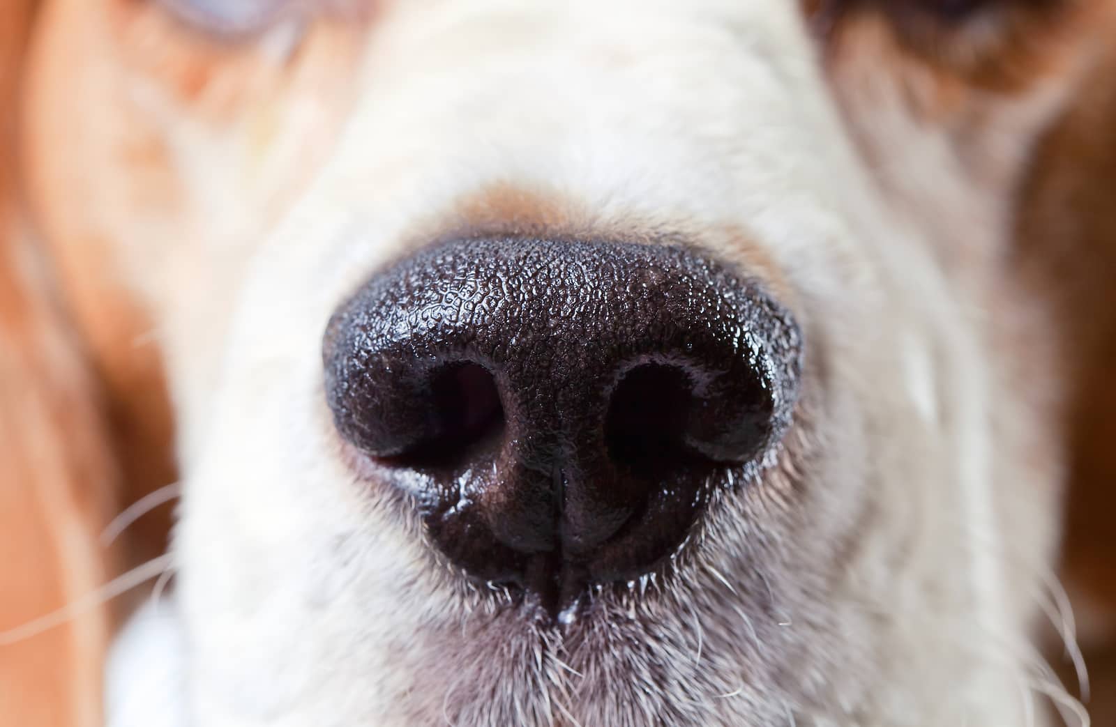 Dry nose in a dog: what remedies for dry nose can be used and when