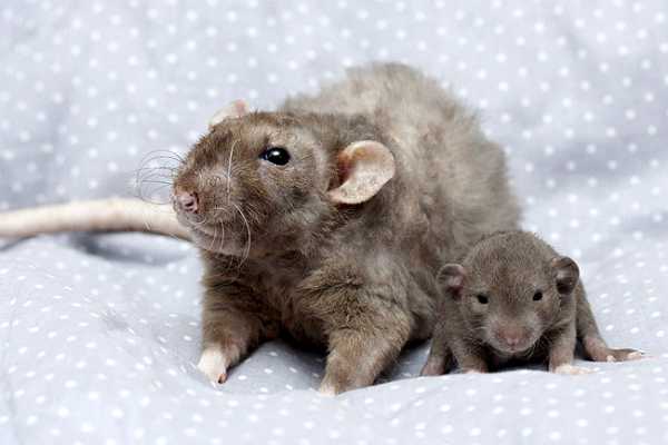 Dumbo rat: photo, distinctive features, care and maintenance at home