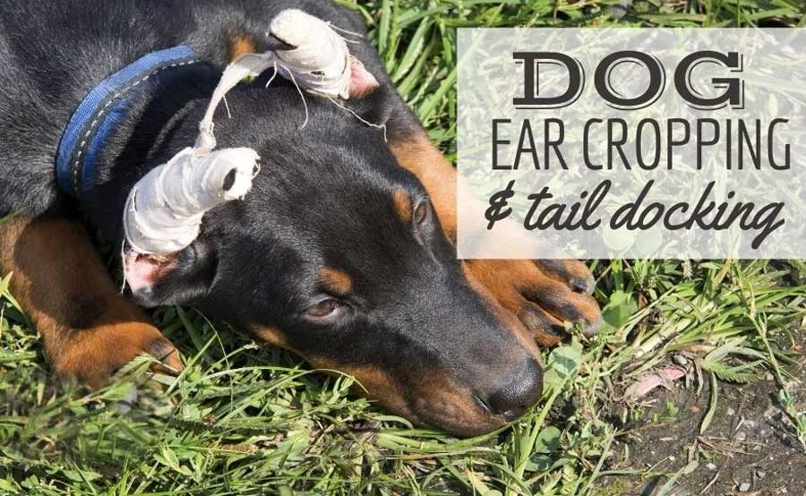 Ear and tail cropping in dogs &#8211; what you need to know about cosmetic surgery in pets