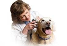 Ear Diseases in Dogs: Symptoms and Treatment