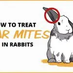 Ear mite in rabbits: a description of the parasite, what effect it has on the body, prevention and treatment