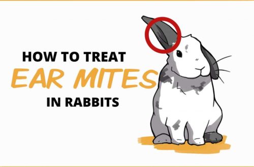 Ear mite in rabbits: a description of the parasite, what effect it has on the body, prevention and treatment