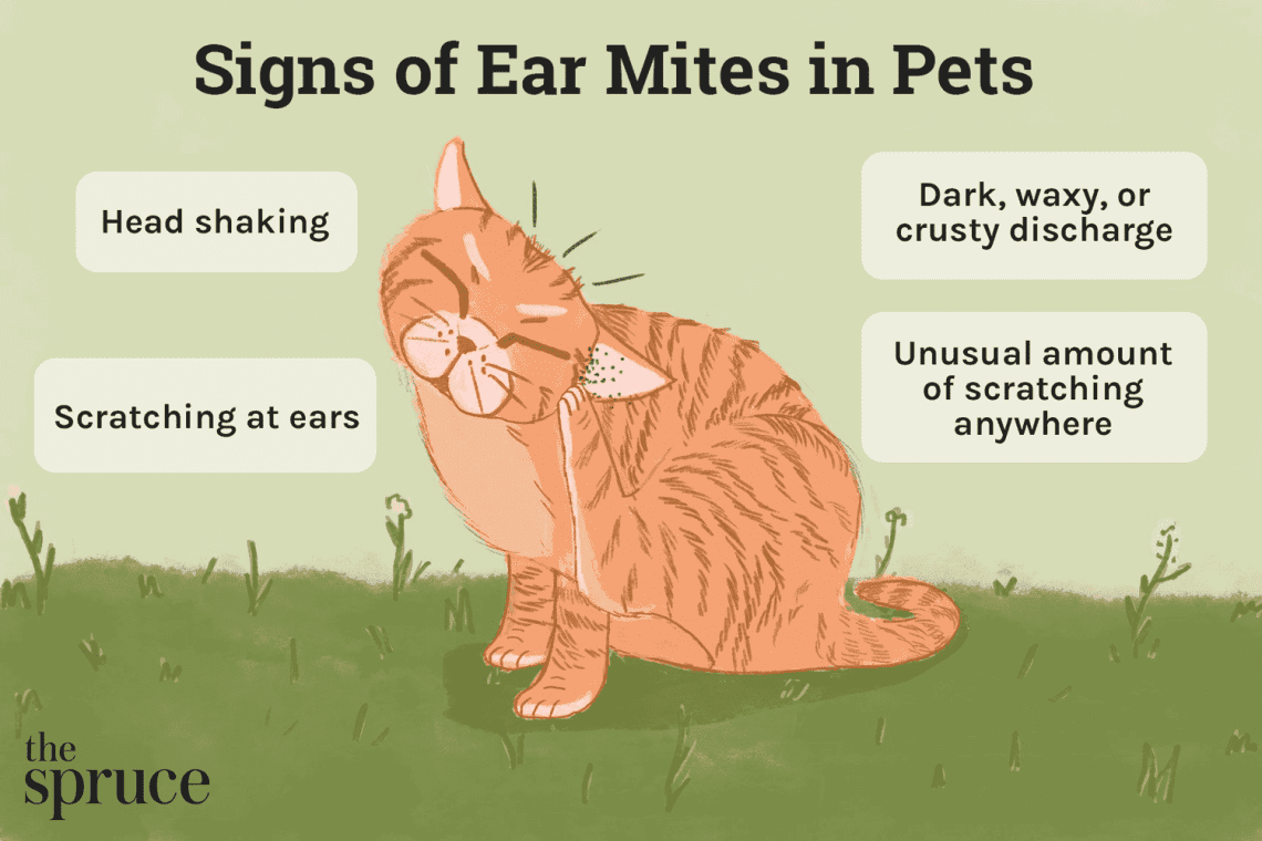 Ականջի տիզ կատուների և ձագերի մեջ. նշաններ, ախտանիշներ և բուժում