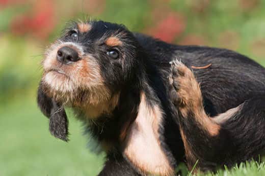 Ears and Skin: Treating a Fungal Infection in Dogs