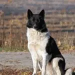 East European Laika: features, characteristics of the breed and care (with photo)