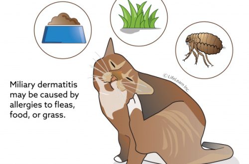 Eczema in cats: symptoms and treatment