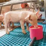 Effective ways to care for monthly milk pigs and how to feed them