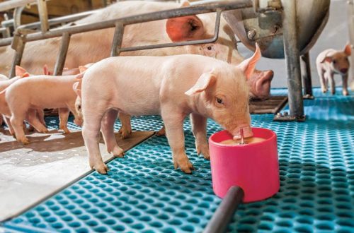 Effective ways to care for monthly milk pigs and how to feed them