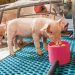 Minipigs: conditions of detention and what determines the price of a domestic pig