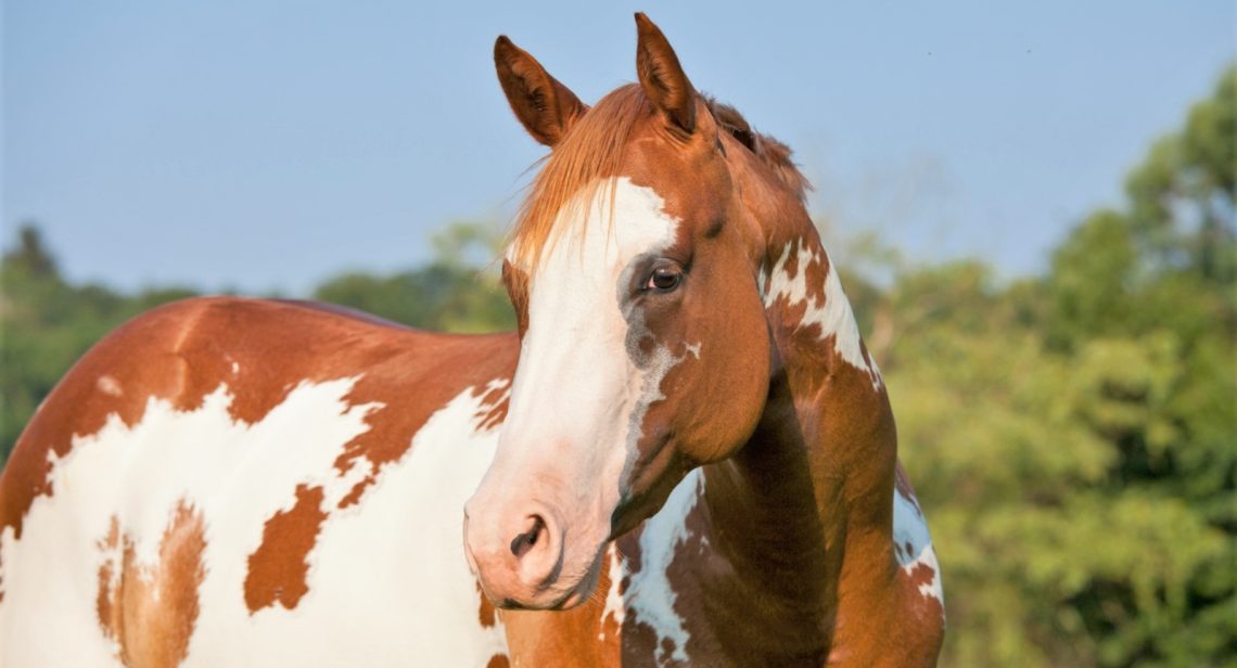 Eight Things to Understand Before Buying a Young Horse