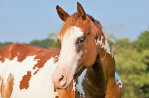 Eight Things to Understand Before Buying a Young Horse