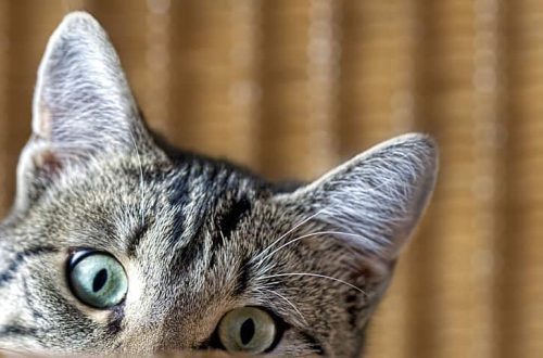 Emotions to the tips of the ears: why the cat shakes its ears and how it expresses its mood