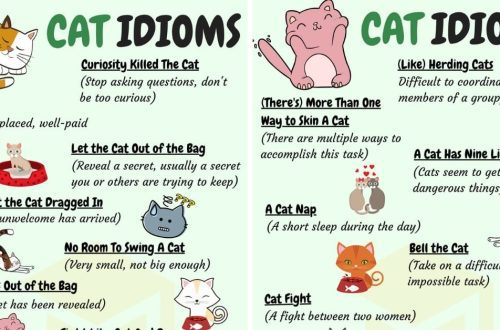 English proverbs and sayings about cats