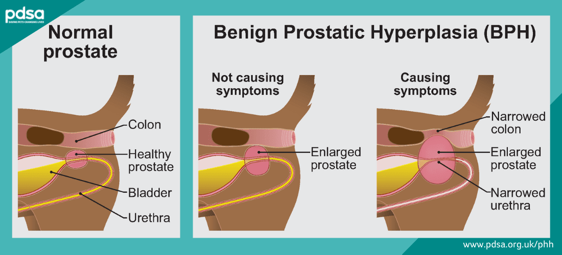 Enlarged Prostate in Dogs: Treatment of Benign Prostatic Hyperplasia