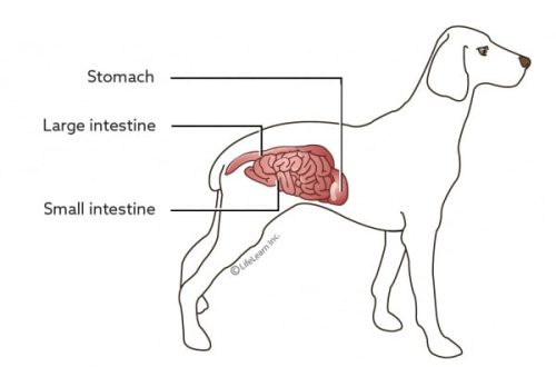 Enteritis in dogs