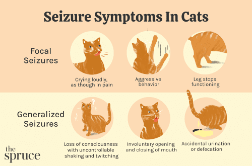 Epilepsy in cats: why it occurs and how to help