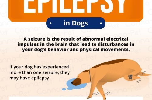 Epilepszia kutyáknál: okok, tünetek, kezelés
