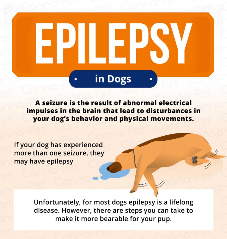 Epilepsy in dogs: causes, symptoms, treatment