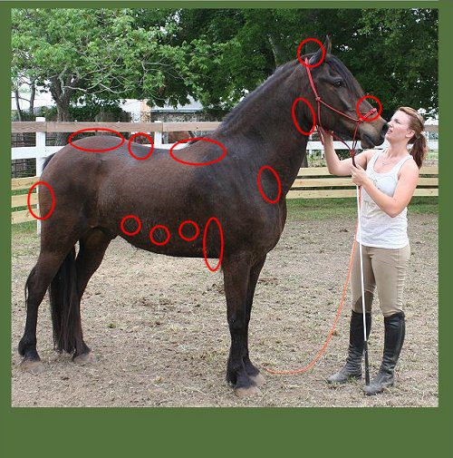 Equine Anatomy: Pressure Points