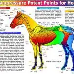 Equine Anatomy: Pressure Points